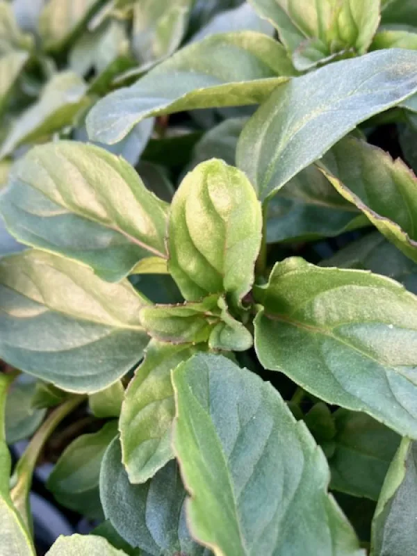 Basil Mint